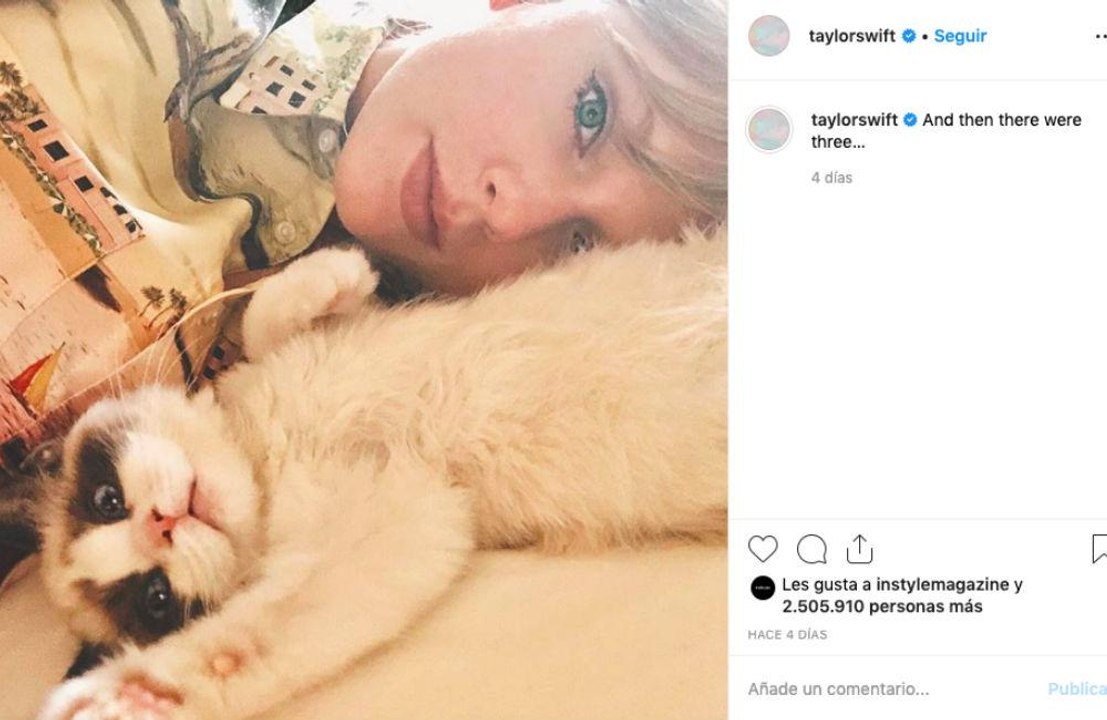 Taylor Swift: Wird ihre Katze zur Marke?