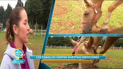 ¿Sabías que los caballos pueden ayudar a descifrar cómo son las personas? | Venga La Alegría