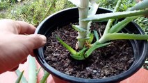 Grow aloe vera from cuttings