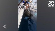 Ils ont sauvé deux tortues ! - Le Rewind du Mardi 25 Juin 2019