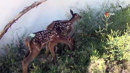 Kızıl geyik yavruları tedavi altına alındı