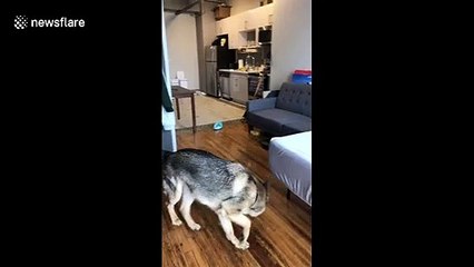 Roomba chases scared German shepherd around Tennessee living room