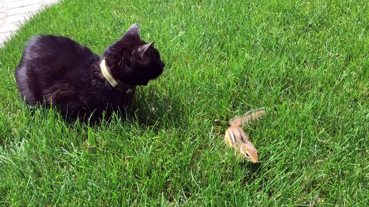 Chipmunk Plays with Furry Friends