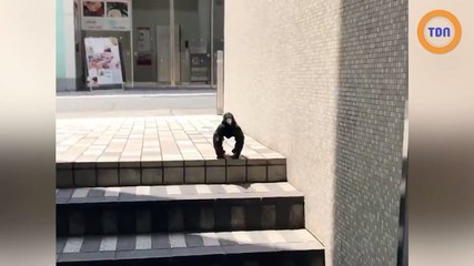 Est-ce un corbeau ou un gorille ?