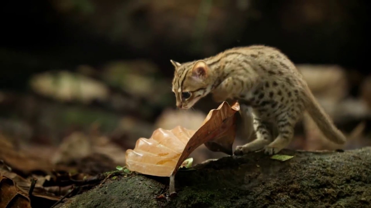 World's smallest cat