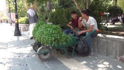 Köyde topladıkları maydanozları satıp harçlıklarını çıkarıyorlar