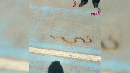 SİVAS'TA İTFAİYE EKİPLERİ, ŞEHİR İÇİNDE İKİ YILAN YAKALADI