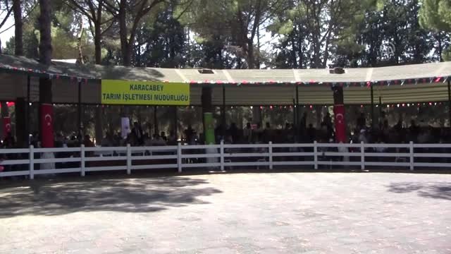 Safkan Arap taylarından 3 milyon 298 bin lira gelir