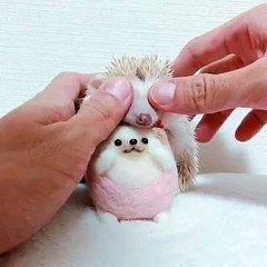 Choquant ! Vous ne saurez reconnaître quel est le vrai hérisson entre ces deux.