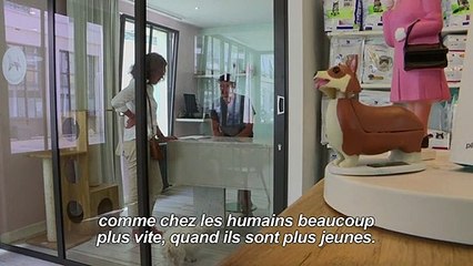 Canicule : comment protéger les animaux de compagnie ?