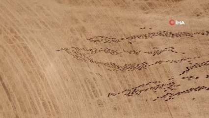 Türkiye'nin en büyük işletmesinde 35 bin koyuna 35 bin koç katımı yapıldı