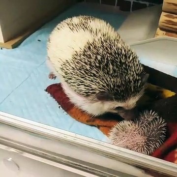 Cet hérisson adore jouer avec une peluche qui lui ressemble drôlement. Trop chou !
