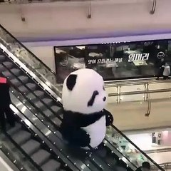 Incroyable ! Regardez le plus immense des pandas qui descend un escalator