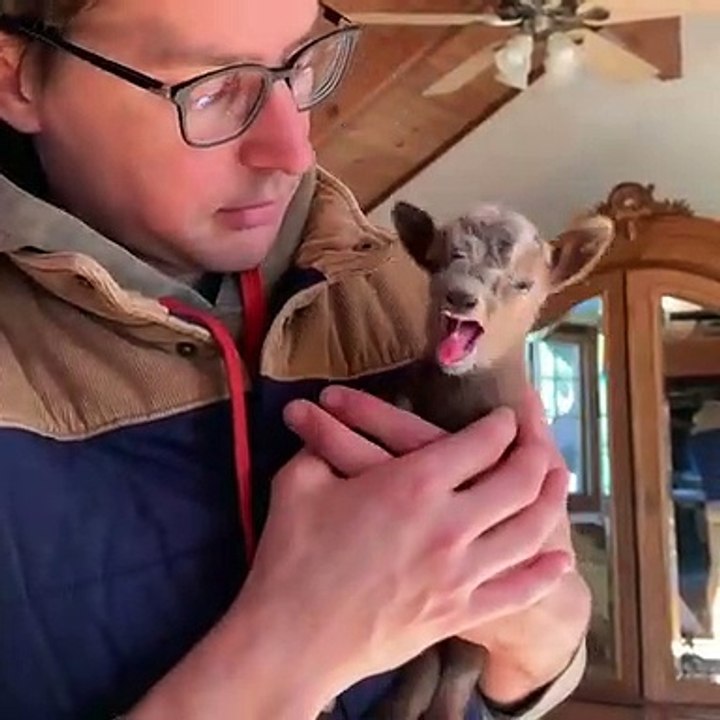 Admirez l'expression du bébé bouc quand il entend la voix de son papa. Précieux !!