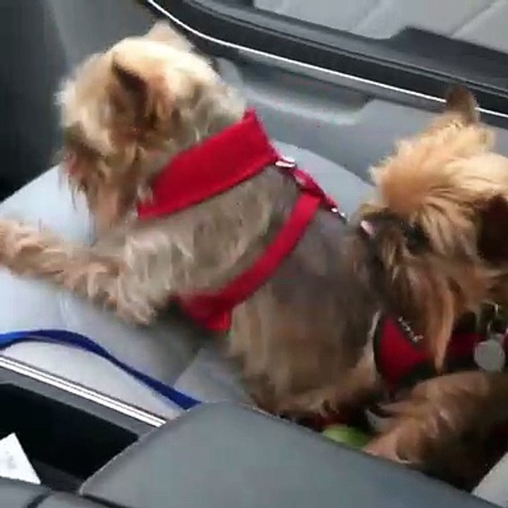 Ces chiots réagissent d'une drôle quand il entende leur chanson préféré. Regardez !