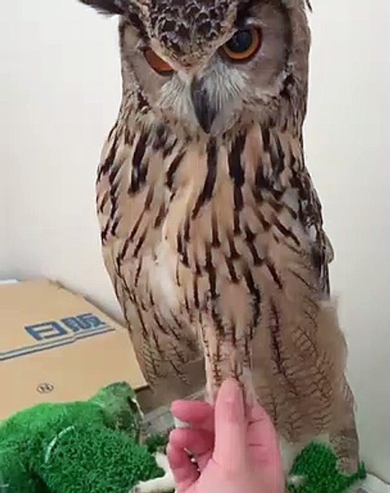 Cet hibou est irrité. Regardez sa réaction quand on continue à le déranger !