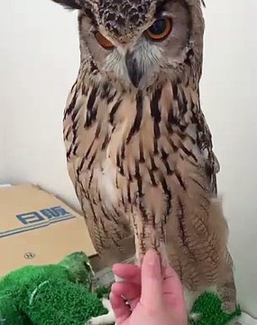 Cet hibou est irrité. Regardez sa réaction quand on continue à le déranger !