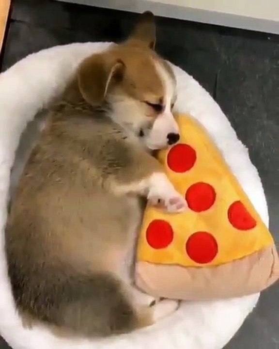 Cet adorable chiot ne dort jamais sans sa pizza. Trop chou !