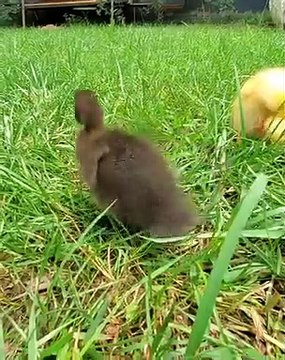 Ces deux canetons vont vous donner le sourire. Trop mignons !