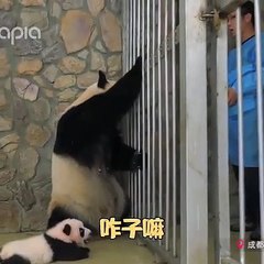 Cette maman panda refuse de se séparer de son bébé. Regardez comment on l'a distrait !