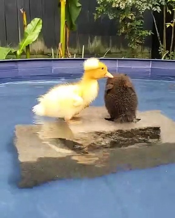 Ces petits canards prennent du bon temps dans une piscine ! Trop mimi !