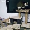 Ce chat handicapé ne rate pas une occasion de montrer ce dont il est capable. Admirez son courage !