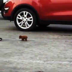 Ce chiot est incroyablement petit !! Regardez !!