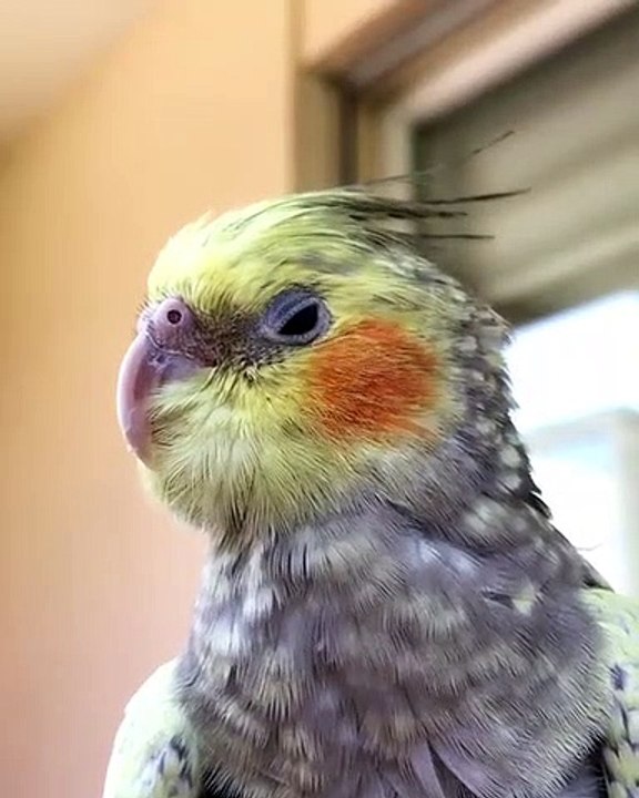 Cette perruche est allée dehors pour la première fois de sa vie aujourd'hui. Très touchant !!