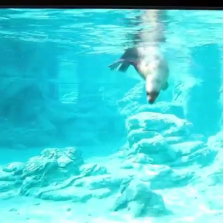 Jetez un coup d'œil à ces merveilleux otaries de Steller!