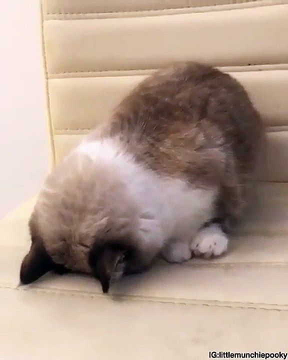 Ce chaton a une grosse fatigue. Trop cute !