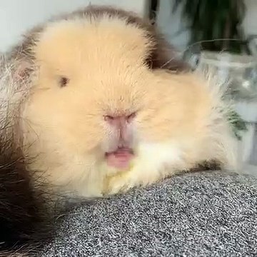 Ce cochon d'Inde est trop mignon. Regardez sa touffe !