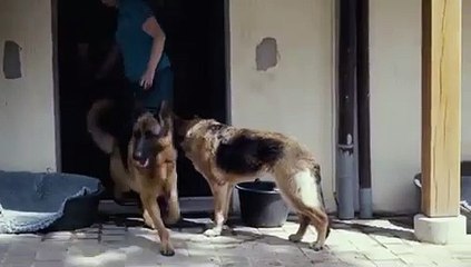Adoptez le bon geste pour protéger vos animaux des coups de chaleur en cette période de canicule. Regardez !