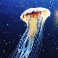Fascinants ! Admirez la beauté de ces méduses !
