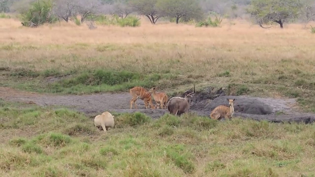 L'approche furtive d'un lion en pleine chasse... Impressionnant