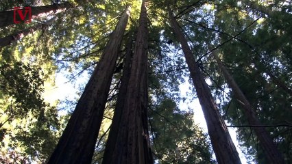 Fatal Accident: Tree Falls on Girl Scout