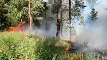 Waldbrand in Brandenburg - Hitze bleibt Deutschland erhalten
