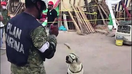 Frida, a cadela 'heroína', se aposenta