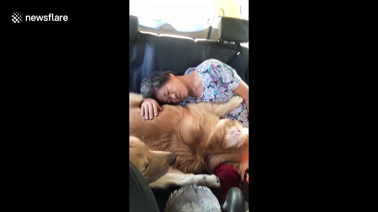 Adorable moment grandmother and golden retrieve...
