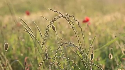 Spring Meadow with Grass and Flowers small