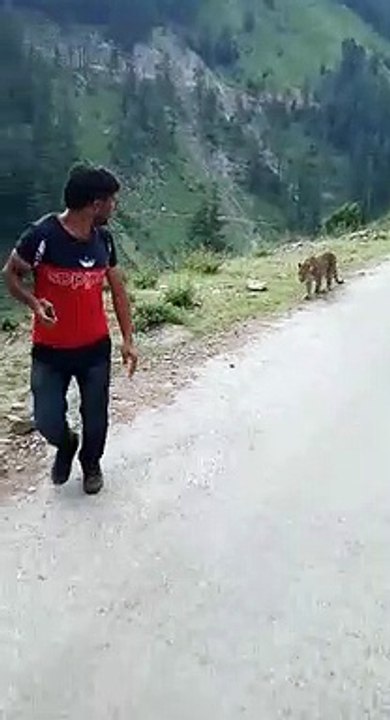This is an Indian leopard filmed by out ARTV user