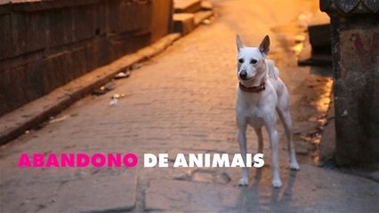 O verão francês é o maior pesadelo dos cachorros