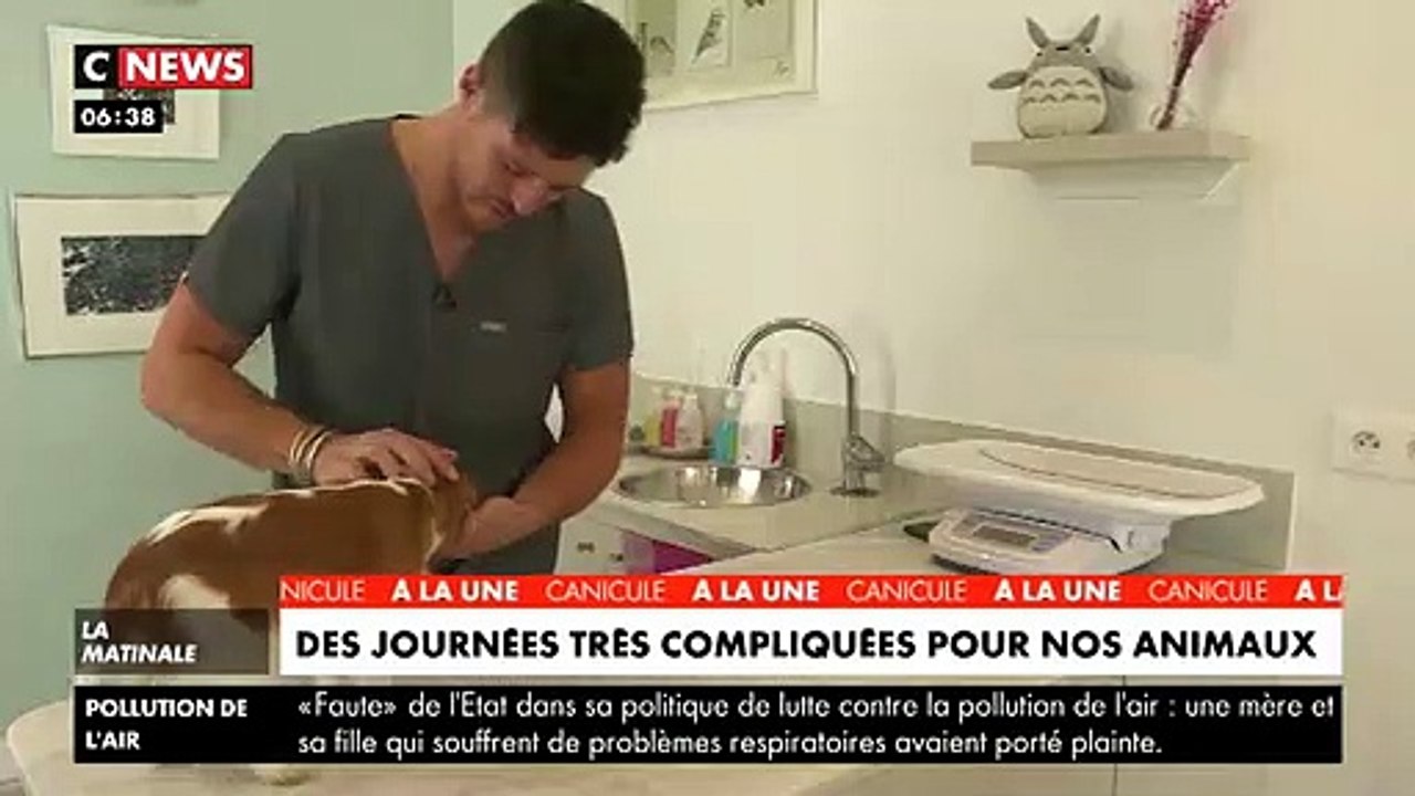 Spéciale Canicule : Attention ! Les animaux aussi souffrent de la chaleur voici comment protéger vos chiens et chats