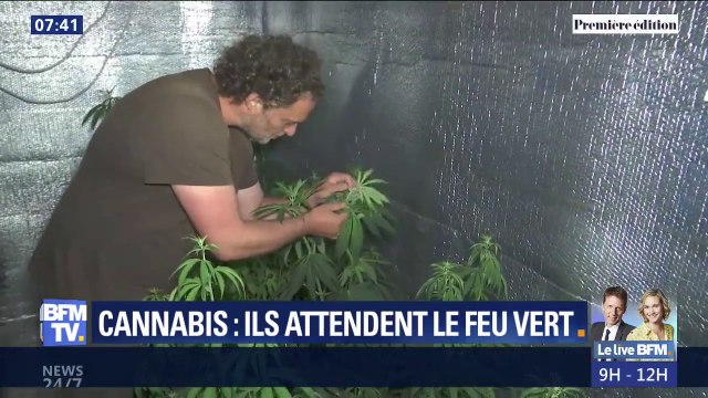 Cannabis thérapeutique: ces malades et agriculteurs espèrent le feu vert du gouvernement