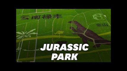 En Chine, cette rizière est devenue une oeuvre d&#39;art géante