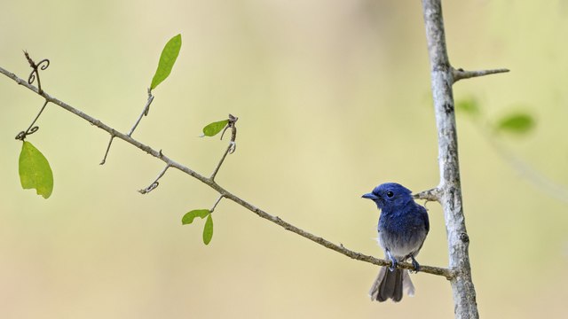 ¿Qué es el grit para las aves?