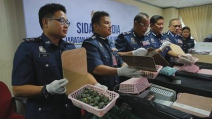 Malasia decomisa de más de 5.200 crías de tortuga traficadas desde China