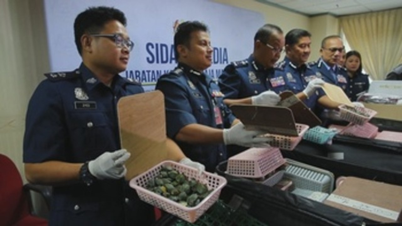 Malasia decomisa de más de 5.200 crías de tortuga traficadas desde China