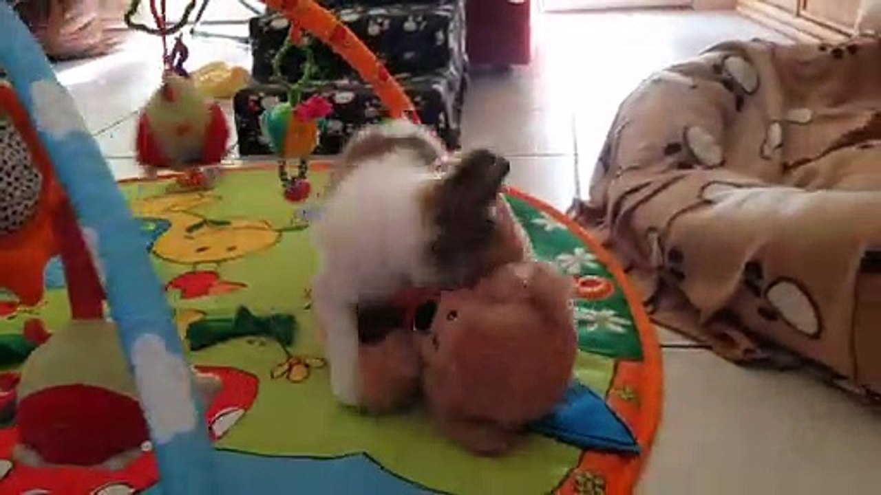 Gros nounours grand copain