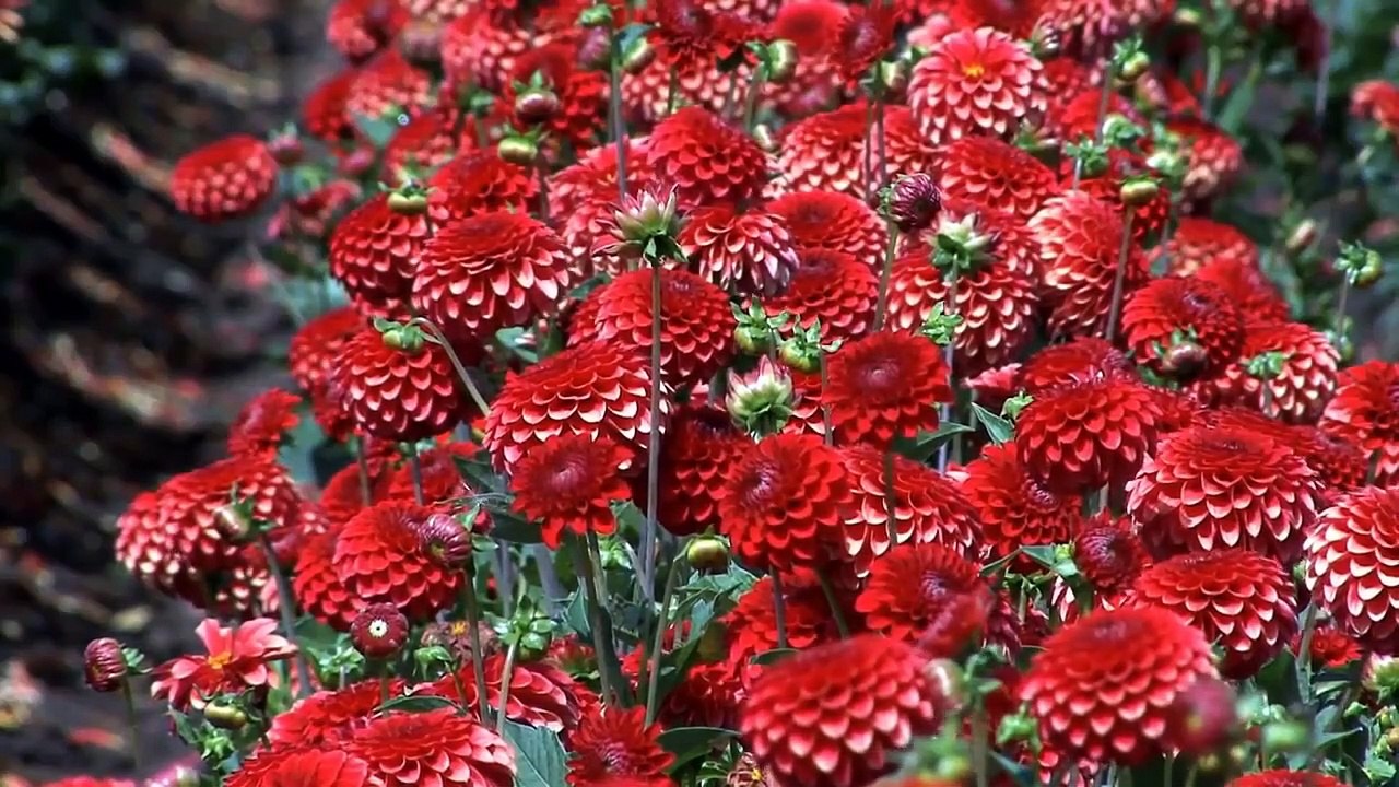 How to dividing your Dahlia
