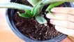 How to grow Aloe Vera from cuttings